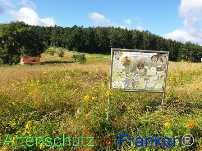 © Artenschutz in Franken® Bild zum Eintrag (1054505-160)