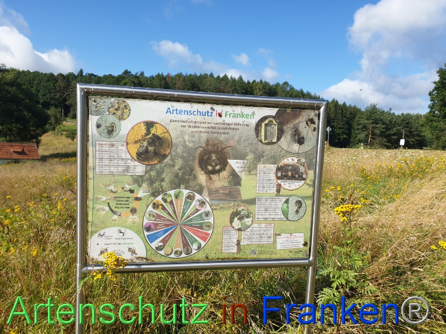 © Artenschutz in Franken® Bild zum Eintrag (1054506-160)