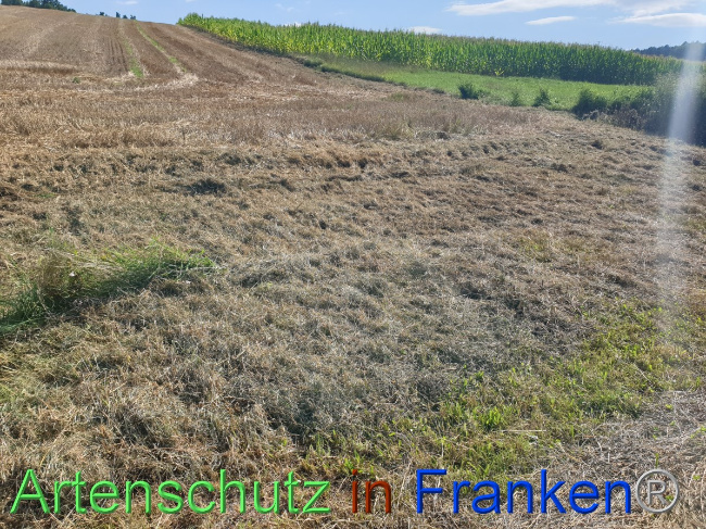 © Artenschutz in Franken® Bild zum Eintrag (1054507-160)