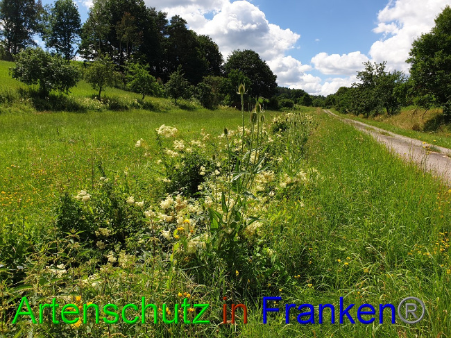 © Artenschutz in Franken® Bild zum Eintrag (1055124-160)