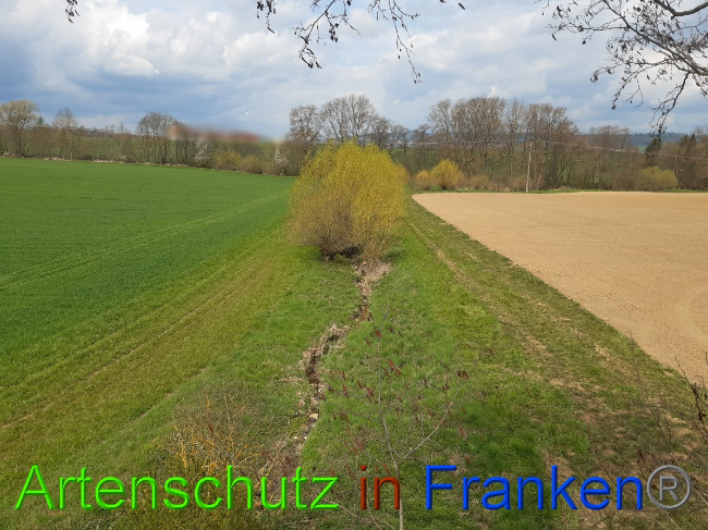 © Artenschutz in Franken® Bild zum Eintrag (1055125-160)