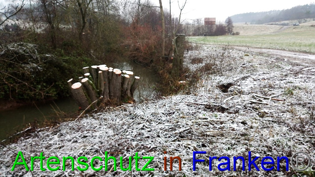 © Artenschutz in Franken® Bild zum Eintrag (1060467-160)