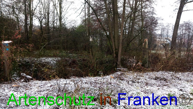 © Artenschutz in Franken® Bild zum Eintrag (1060468-160)