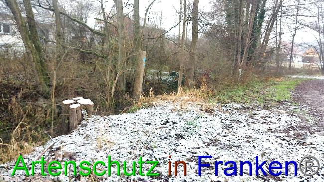 © Artenschutz in Franken® Bild zum Eintrag (1060471-160)