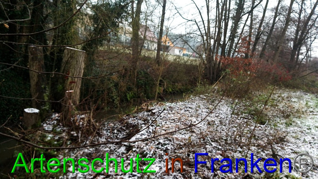 © Artenschutz in Franken® Bild zum Eintrag (1060475-160)