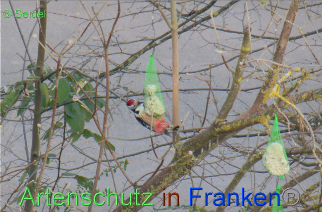 © Artenschutz in Franken® / Seidel Bild zum Eintrag (1065132-160)