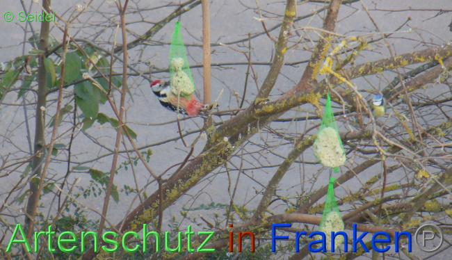 © Artenschutz in Franken® / Seidel Bild zum Eintrag (1065133-160)
