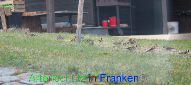 © Artenschutz in Franken® / Seidel Bild zum Eintrag (1065134-160)