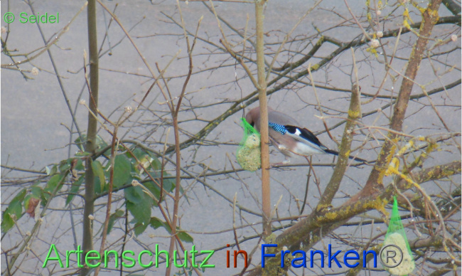 © Artenschutz in Franken® / Seidel Bild zum Eintrag (1065139-160)