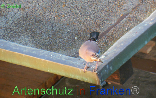 © Artenschutz in Franken® / Seidel Bild zum Eintrag (1065140-160)