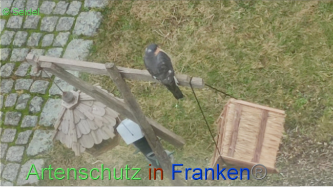 © Artenschutz in Franken® / Seidel Bild zum Eintrag (1065141-160)