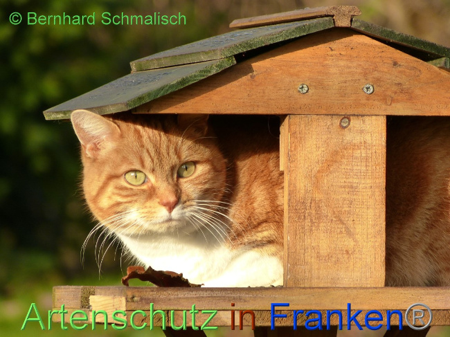 © Artenschutz in Franken® / Bernhard Schmalisch Bild zum Eintrag (1066665-160)