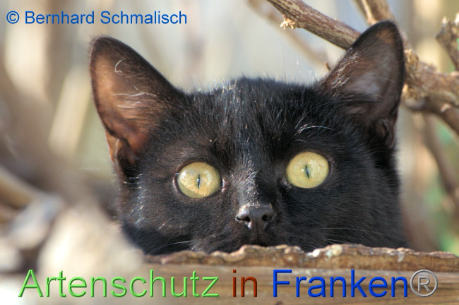 © Artenschutz in Franken® / Bernhard Schmalisch Bild zum Eintrag (1066667-160)