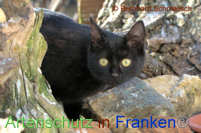 © Artenschutz in Franken® / Bernhard Schmalisch Bild zum Eintrag (1066668-160)