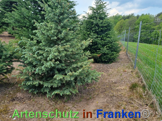 © Artenschutz in Franken® Bild zum Eintrag (1068271-160)