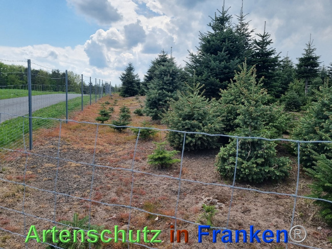 © Artenschutz in Franken® Bild zum Eintrag (1068272-160)