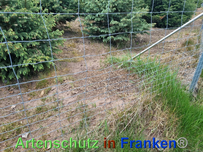 © Artenschutz in Franken® Bild zum Eintrag (1068273-160)