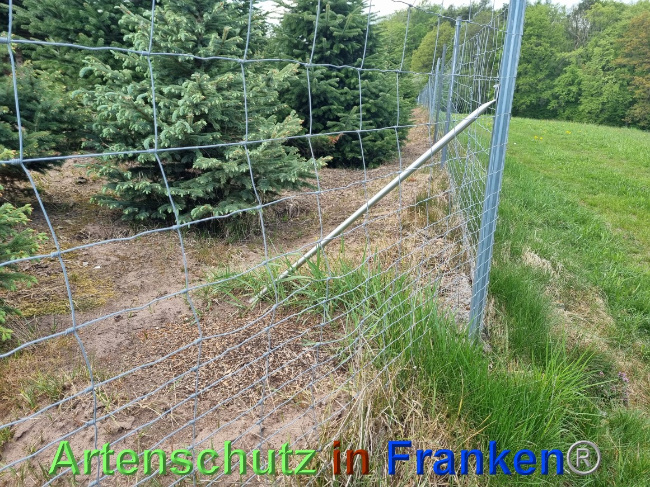© Artenschutz in Franken® Bild zum Eintrag (1068274-160)