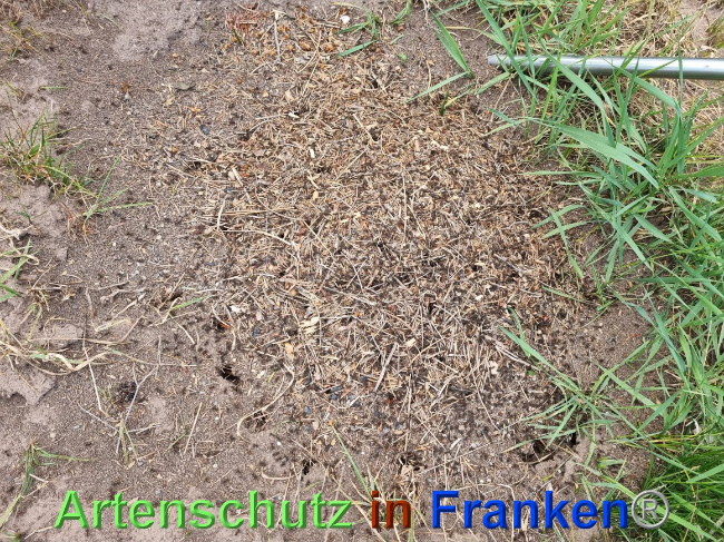 © Artenschutz in Franken® Bild zum Eintrag (1068275-160)