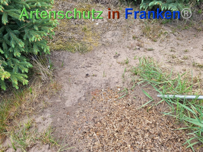 © Artenschutz in Franken® Bild zum Eintrag (1068276-160)