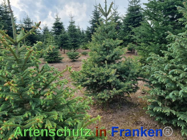 © Artenschutz in Franken® Bild zum Eintrag (1068283-160)