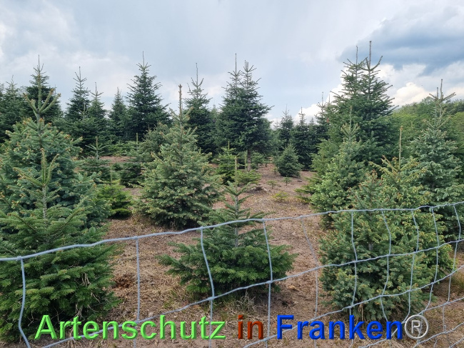 © Artenschutz in Franken® Bild zum Eintrag (1068285-160)