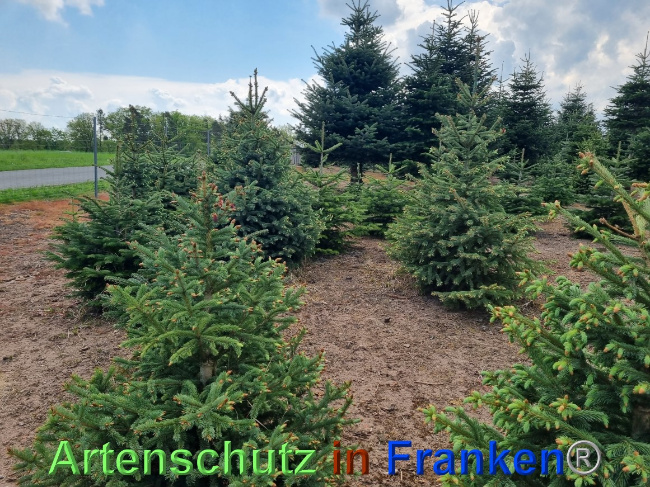 © Artenschutz in Franken® Bild zum Eintrag (1068286-160)