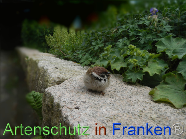 © Artenschutz in Franken® Bild zum Eintrag (1068940-160)