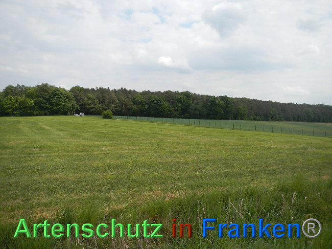 © Artenschutz in Franken® Bild zum Eintrag (1072523-160)