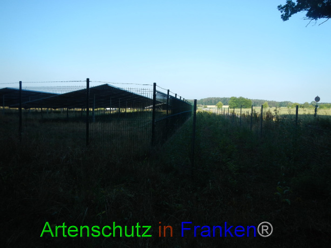 © Artenschutz in Franken® Bild zum Eintrag (1072543-160)