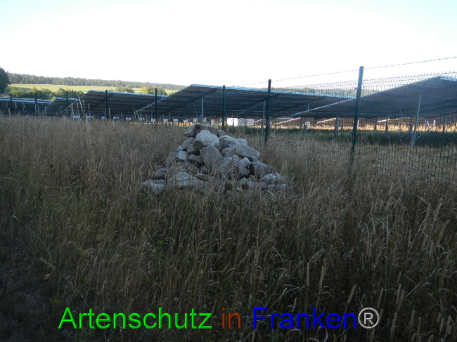 © Artenschutz in Franken® Bild zum Eintrag (1072544-160)