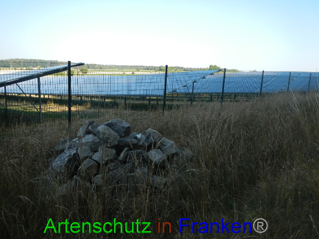 © Artenschutz in Franken® Bild zum Eintrag (1072547-160)