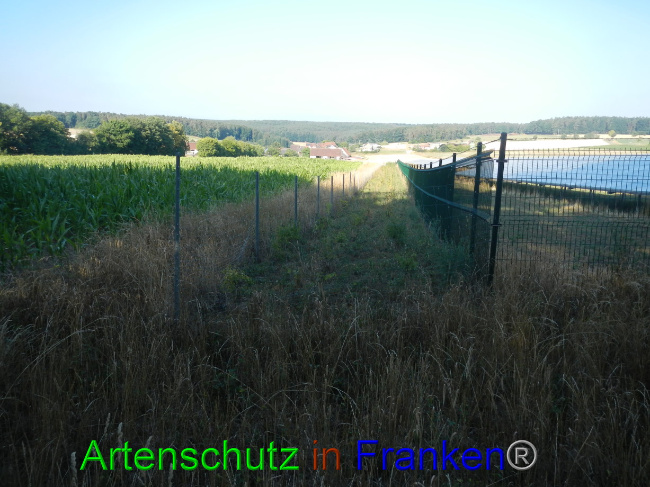 © Artenschutz in Franken® Bild zum Eintrag (1072548-160)