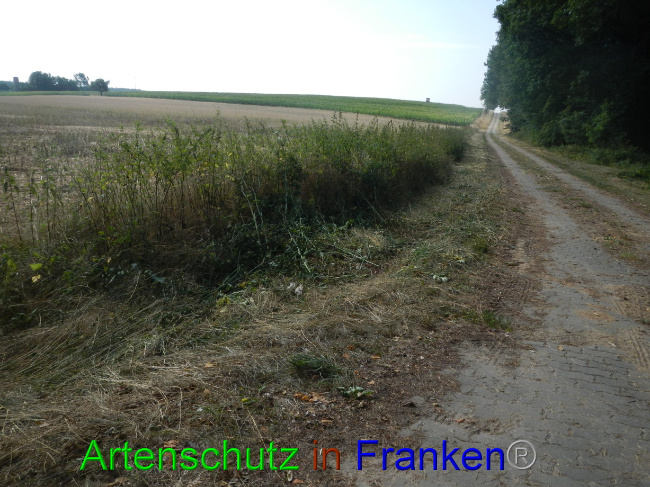 © Artenschutz in Franken® Bild zum Eintrag (1072568-160)