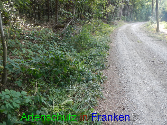 © Artenschutz in Franken® Bild zum Eintrag (1072570-160)