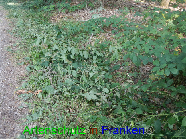 © Artenschutz in Franken® Bild zum Eintrag (1072576-160)