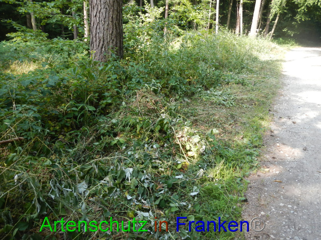 © Artenschutz in Franken® Bild zum Eintrag (1072577-160)