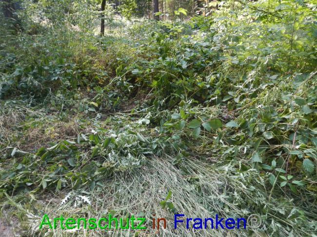 © Artenschutz in Franken® Bild zum Eintrag (1072578-160)