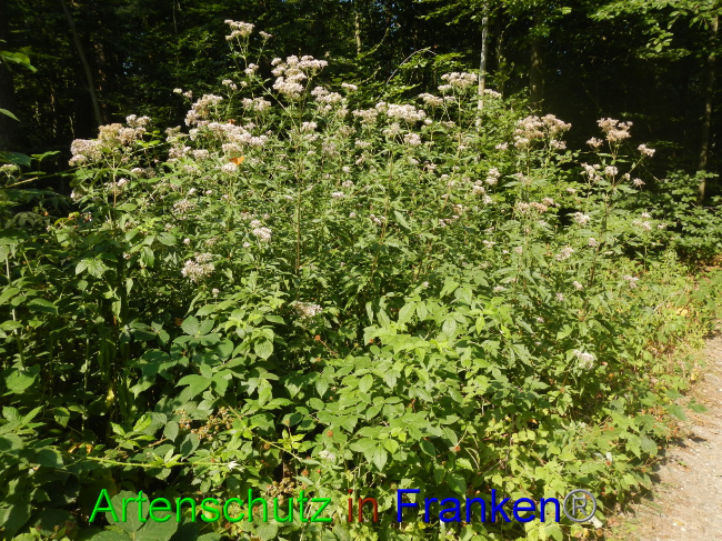 © Artenschutz in Franken® Bild zum Eintrag (1072583-160)