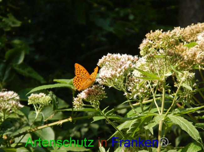 © Artenschutz in Franken® Bild zum Eintrag (1072584-160)