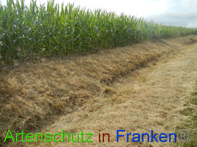 © Artenschutz in Franken® Bild zum Eintrag (1072857-160)