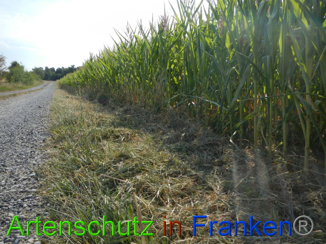 © Artenschutz in Franken® Bild zum Eintrag (1072862-160)