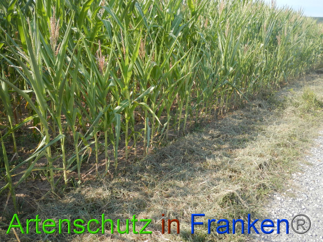 © Artenschutz in Franken® Bild zum Eintrag (1072863-160)