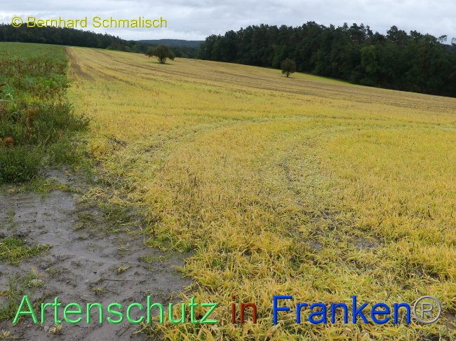 © Artenschutz in Franken® / Bernhard Schmalisch Bild zum Eintrag (1076413-160)