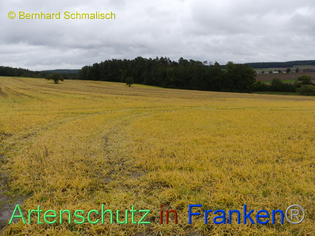 © Artenschutz in Franken® / Bernhard Schmalisch Bild zum Eintrag (1076414-160)