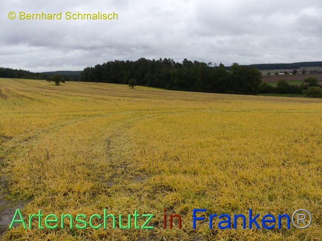 Bild zum Eintrag (1076414-160)