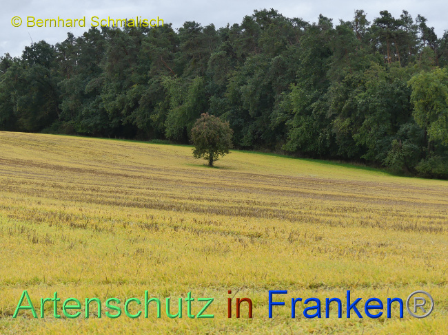 © Artenschutz in Franken® / Bernhard Schmalisch Bild zum Eintrag (1076416-160)