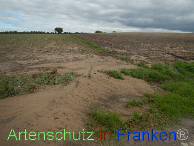 © Artenschutz in Franken® Bild zum Eintrag (1076747-160)