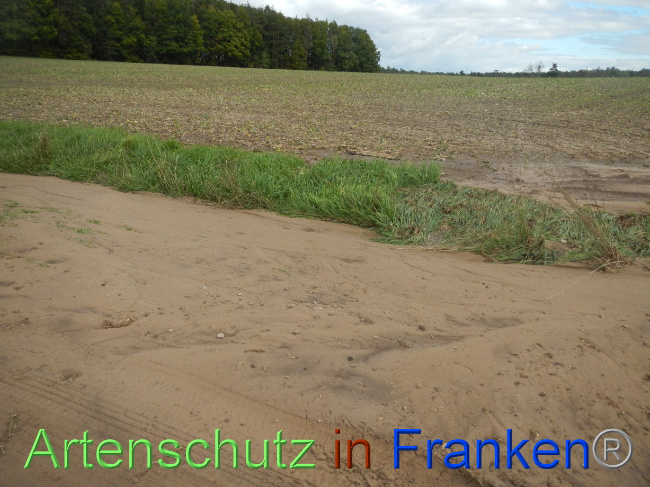 © Artenschutz in Franken® Bild zum Eintrag (1076748-160)