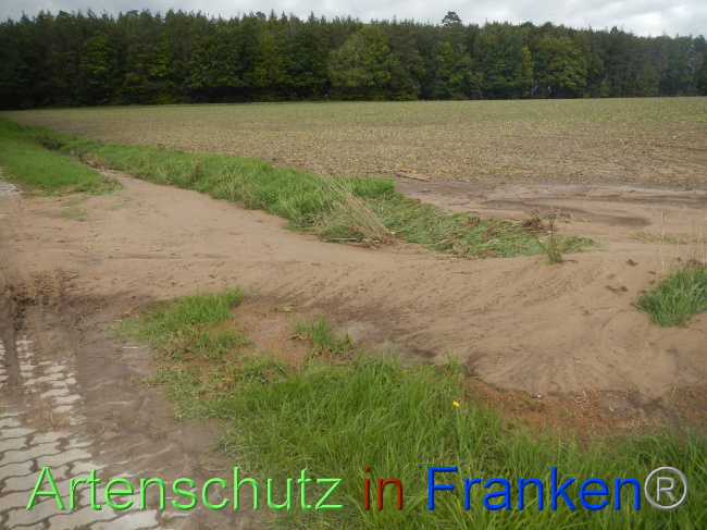 © Artenschutz in Franken® Bild zum Eintrag (1076750-160)